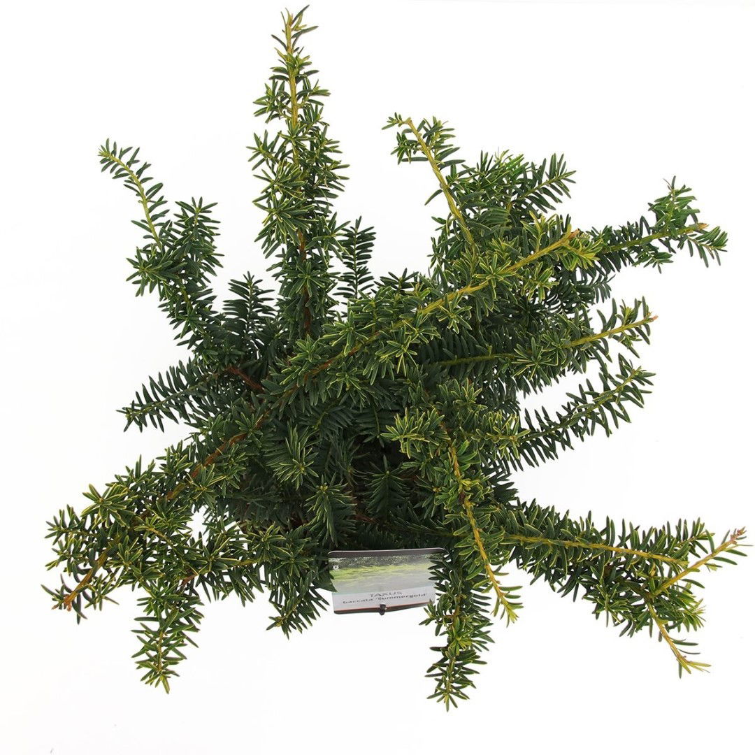 https://cdn.warentuin.nl/media/catalog/product/1/7/1778712044632520_2_warentuin_natuurlijk_planten_taxus_baccata_summergold_40_50__da68.jpg