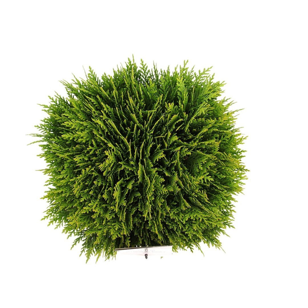 https://cdn.warentuin.nl/media/catalog/product/1/7/1778712044636429_2_warentuin_natuurlijk_planten_thuja_occidentalis_danica_30_40_41e5.jpg
