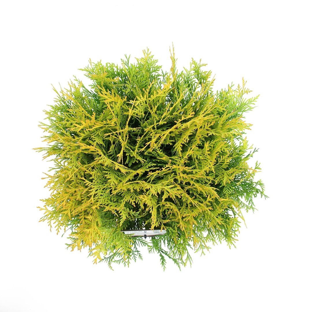 https://cdn.warentuin.nl/media/catalog/product/1/7/1778712044637396_2_warentuin_natuurlijk_planten_thuja_occidentalis_golden_globe_8f57.jpg