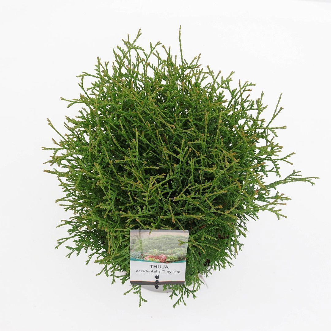 https://cdn.warentuin.nl/media/catalog/product/1/7/1778712044641140_2_warentuin_natuurlijk_planten_thuja_occidentalis_tiny_tim_25__e6c2.jpg