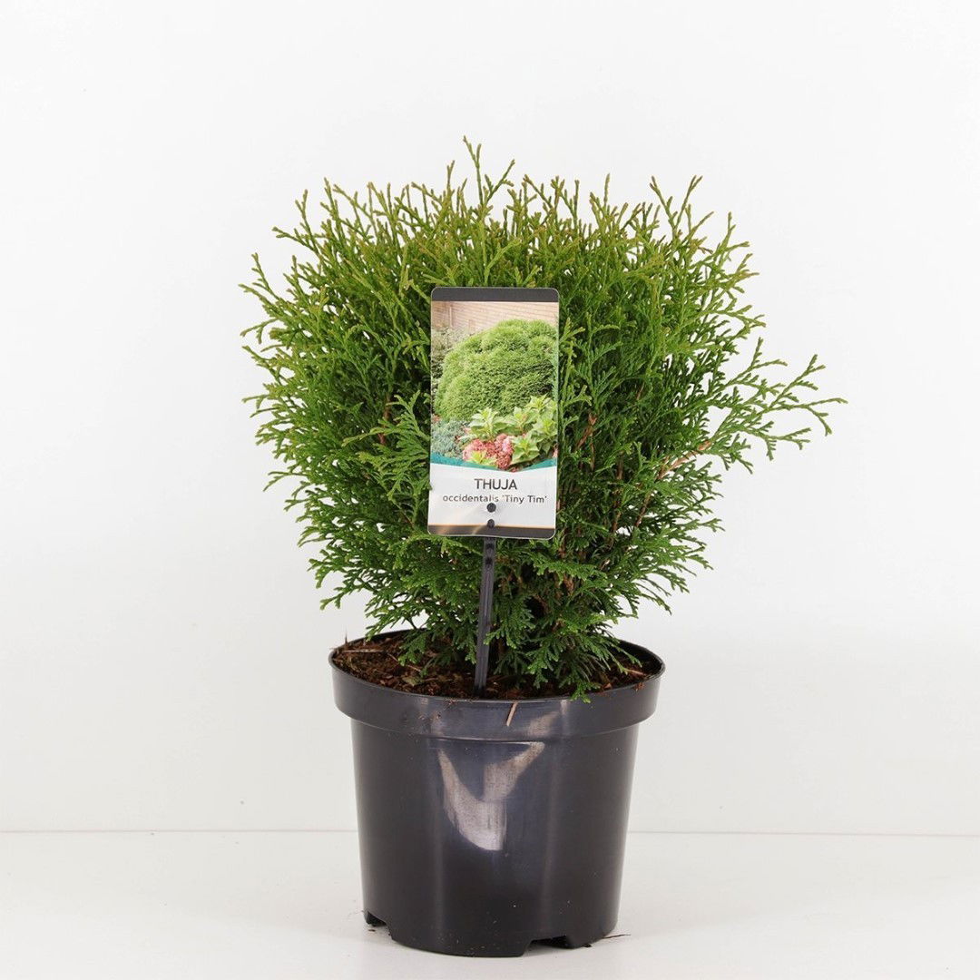 https://cdn.warentuin.nl/media/catalog/product/1/7/1778712044641140_warentuin_natuurlijk_planten_thuja_occidentalis_tiny_tim_25_30_8324.jpg