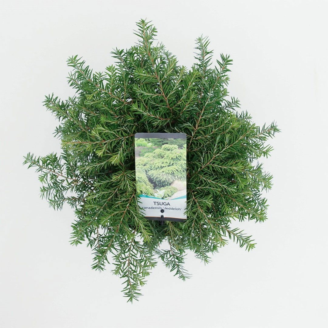 https://cdn.warentuin.nl/media/catalog/product/1/7/1778712044645049_2_warentuin_natuurlijk_planten_tsuga_canadensis_jeddeloh_25_30_f58e.jpg