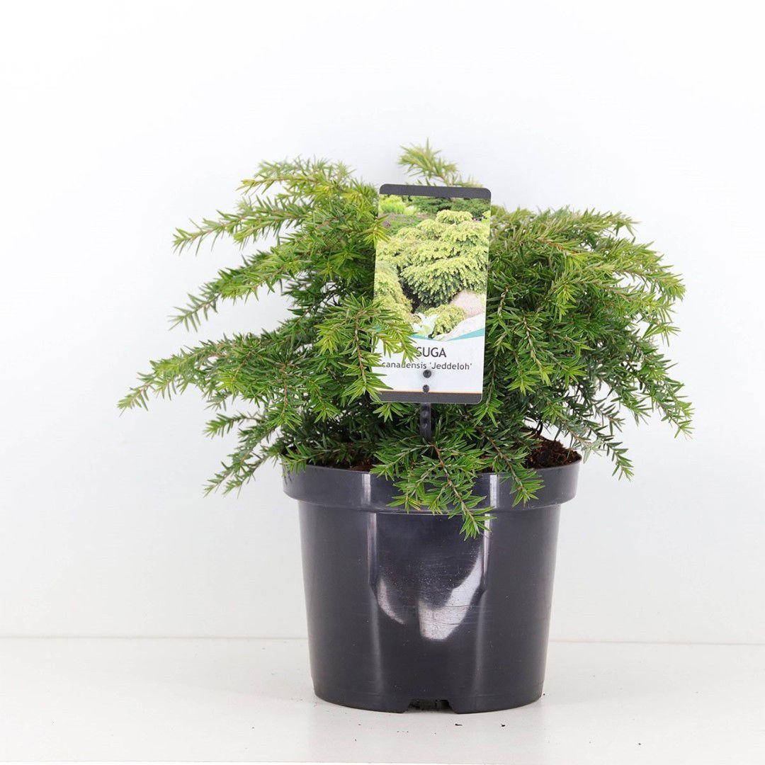 Warentuin natuurlijk Tsuga canadensis jeddeloh 25-30 cm - 