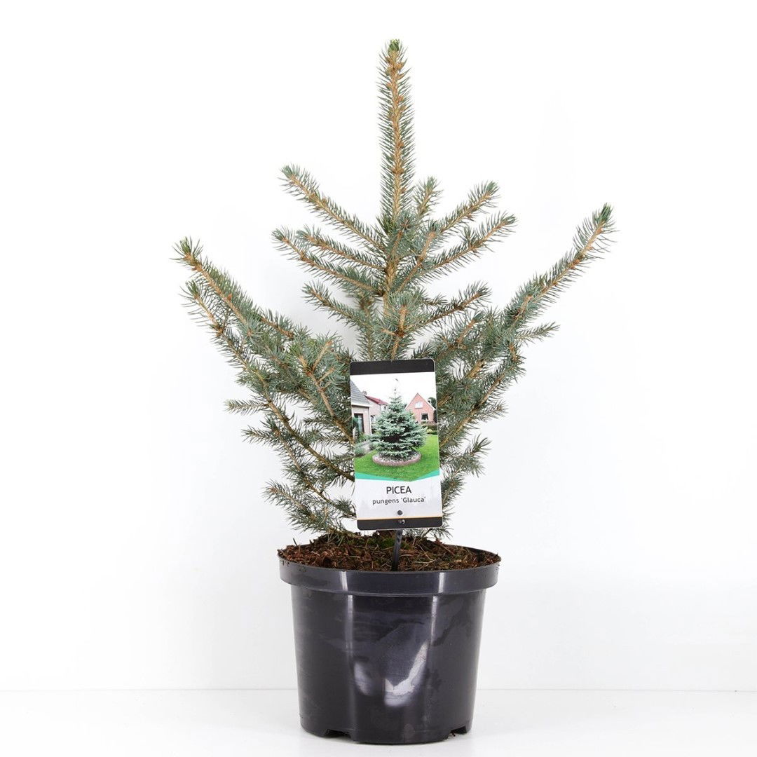 Picea pungens glauca 40-50 cm - Warentuin Natuurlijk