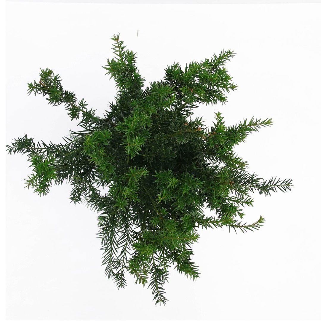 https://cdn.warentuin.nl/media/catalog/product/1/7/1778712044732336_2_warentuin_natuurlijk_planten_taxus_media_groenland_50_60_cm__2cc6.jpg