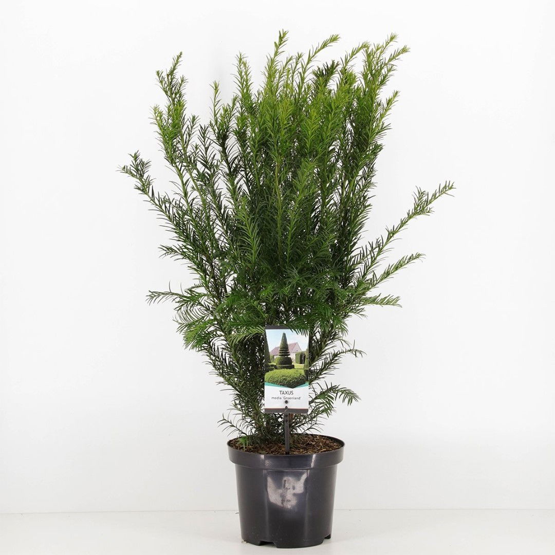 https://cdn.warentuin.nl/media/catalog/product/1/7/1778712044732336_warentuin_natuurlijk_planten_taxus_media_groenland_50_60_cm_wa_3109.jpg
