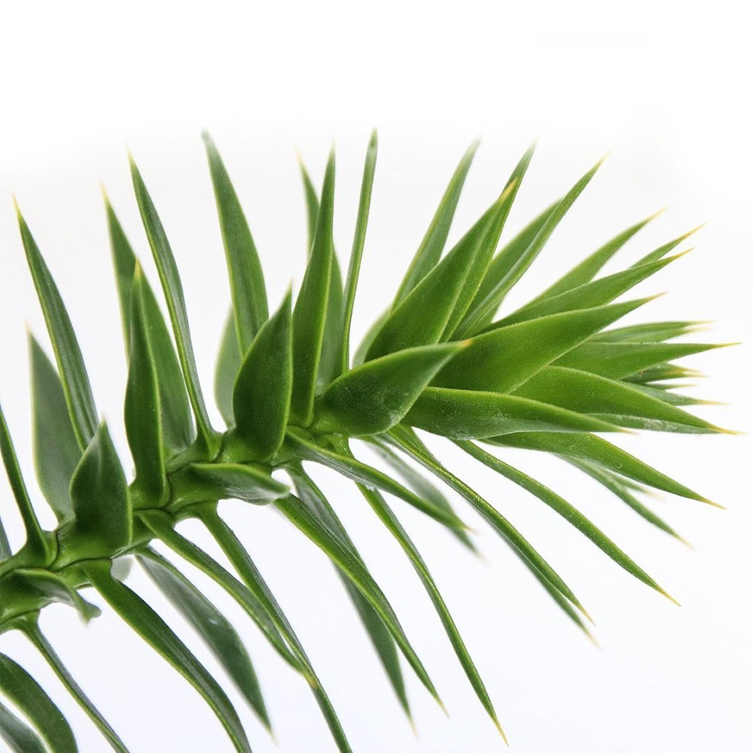 https://cdn.warentuin.nl/media/catalog/product/1/7/1778712044841762_2_warentuin_natuurlijk_conifeer_araucaria_araucana_45_cm_waren_81df.jpg