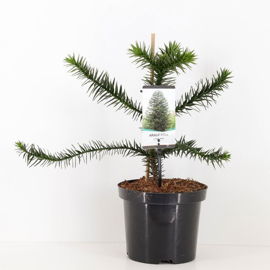 Warentuin natuurlijk Araucaria araucana 45 cm - 