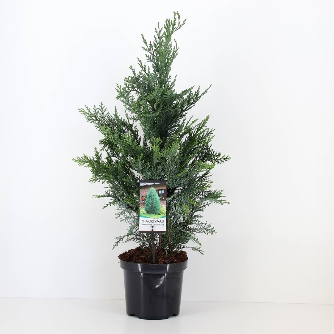 https://cdn.warentuin.nl/media/catalog/product/1/7/1778712044841779_warentuin_natuurlijk_conifeer_chamaecyparis_law_columnaris_80__95a6.jpg