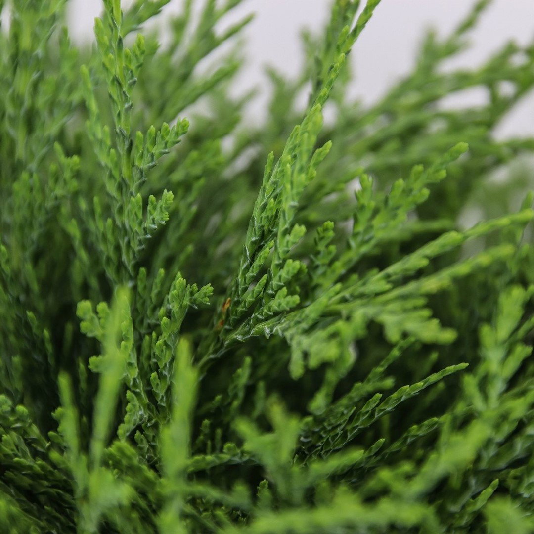 https://cdn.warentuin.nl/media/catalog/product/1/7/1778712044841793_2_warentuin_natuurlijk_conifeer_chamaecyparis_law_globosa_45_c_0eac.jpg