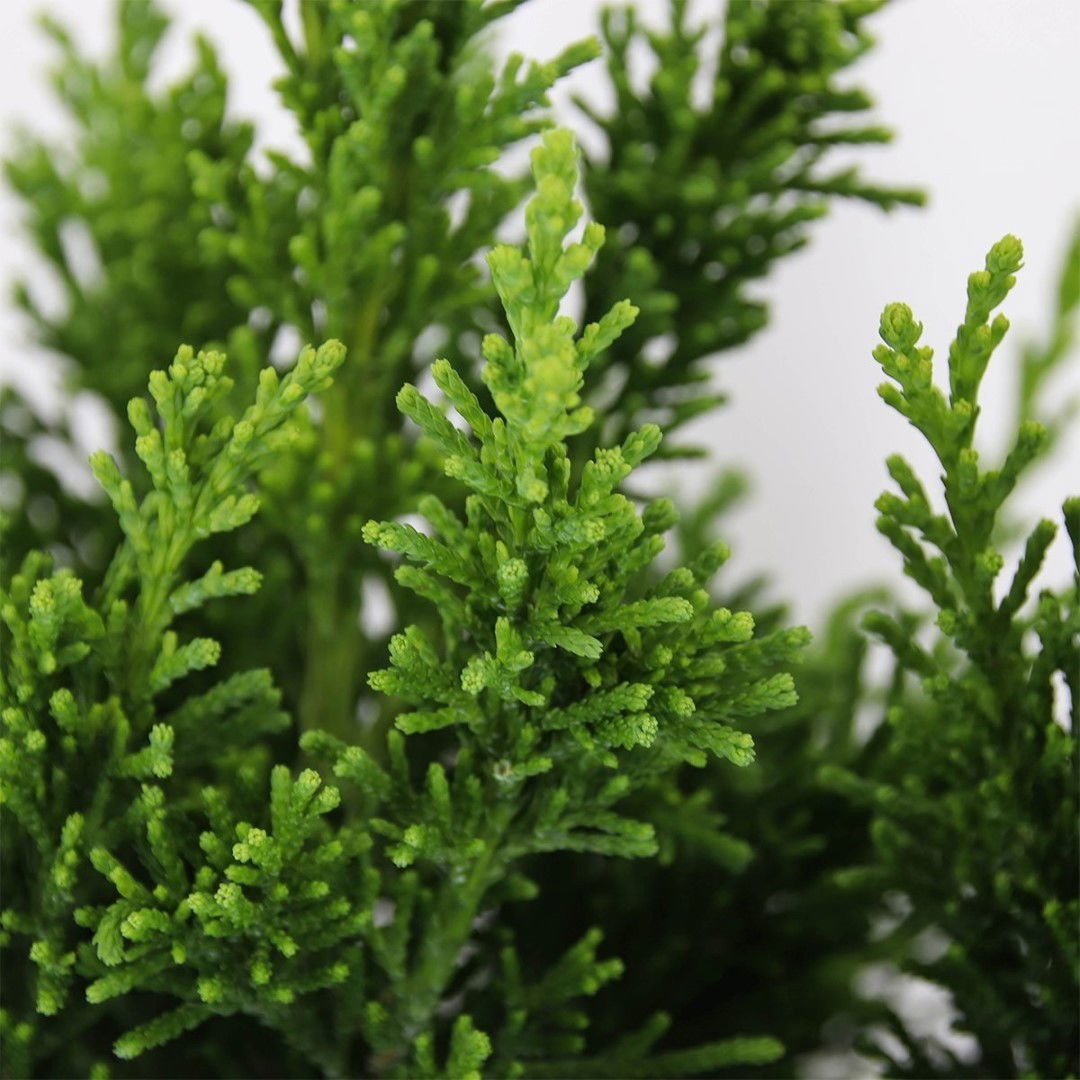 https://cdn.warentuin.nl/media/catalog/product/1/7/1778712044841854_2_warentuin_natuurlijk_conifeer_chamaecyparis_obtusa_draht_55__e1c2.jpg