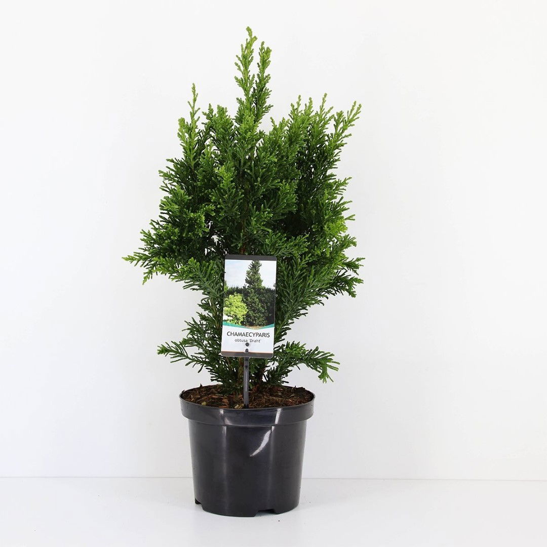 Warentuin natuurlijk Chamaecyparis obtusa draht 55 cm - 
