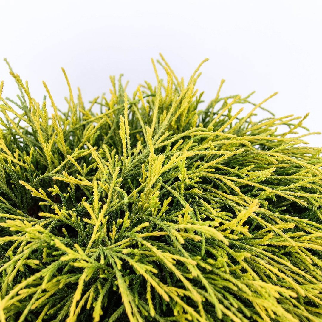 https://cdn.warentuin.nl/media/catalog/product/1/7/1778712044841878_2_warentuin_natuurlijk_conifeer_chamaecyparis_pis_sungold_30_c_3c1b.jpg