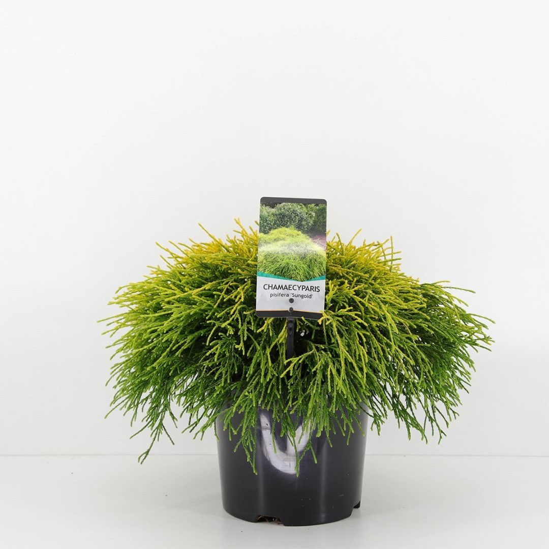 https://cdn.warentuin.nl/media/catalog/product/1/7/1778712044841878_warentuin_natuurlijk_conifeer_chamaecyparis_pis_sungold_30_cm__9bf8.jpg