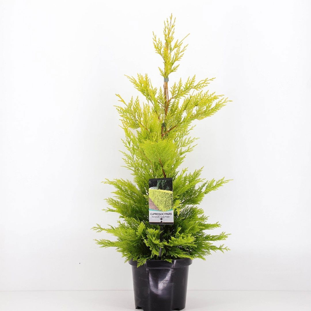 Warentuin natuurlijk Cupressocyparis leyl gold rider 65 cm - 