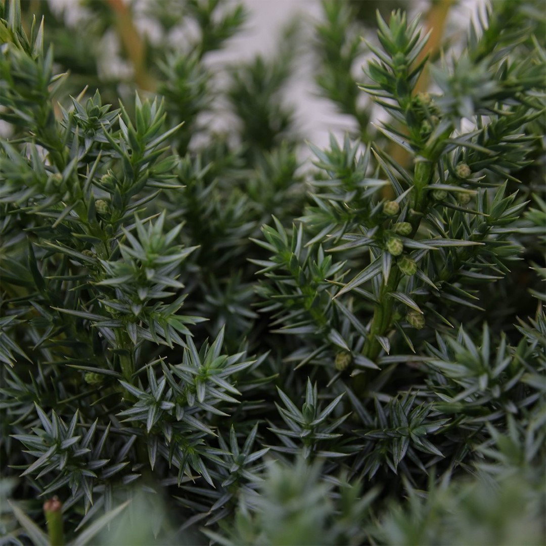 https://cdn.warentuin.nl/media/catalog/product/1/7/1778712044841892_2_warentuin_natuurlijk_conifeer_juniperus_chinensis_blue_alps__c9e9.jpg