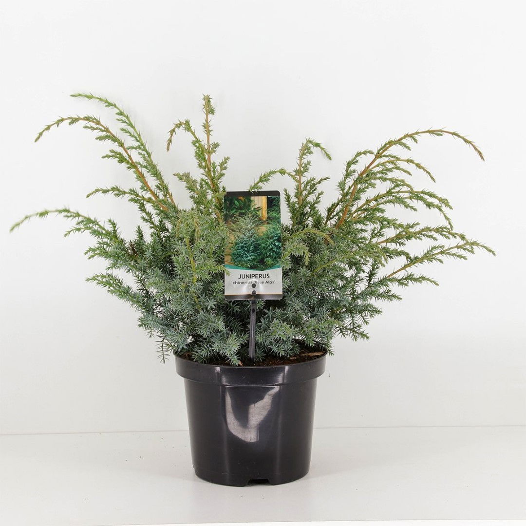 Warentuin natuurlijk Juniperus chinensis blue alps 55 cm - 
