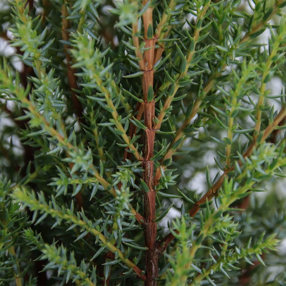 https://cdn.warentuin.nl/media/catalog/product/1/7/1778712044841915_2_warentuin_natuurlijk_conifeer_juniperus_communis_compressa_5_80f3.jpg