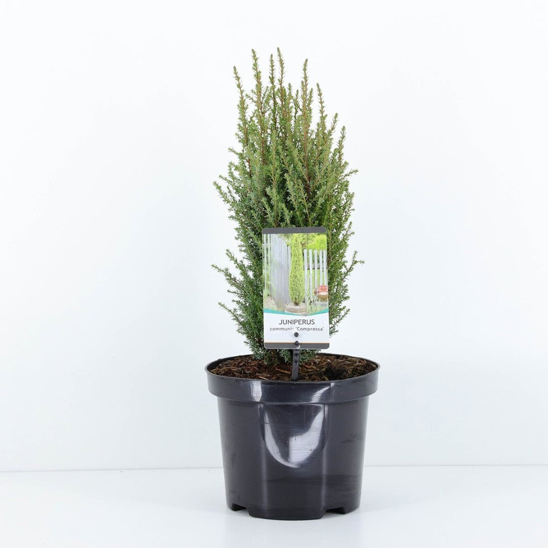 https://cdn.warentuin.nl/media/catalog/product/1/7/1778712044841915_warentuin_natuurlijk_conifeer_juniperus_communis_compressa_55__dcf1.jpg