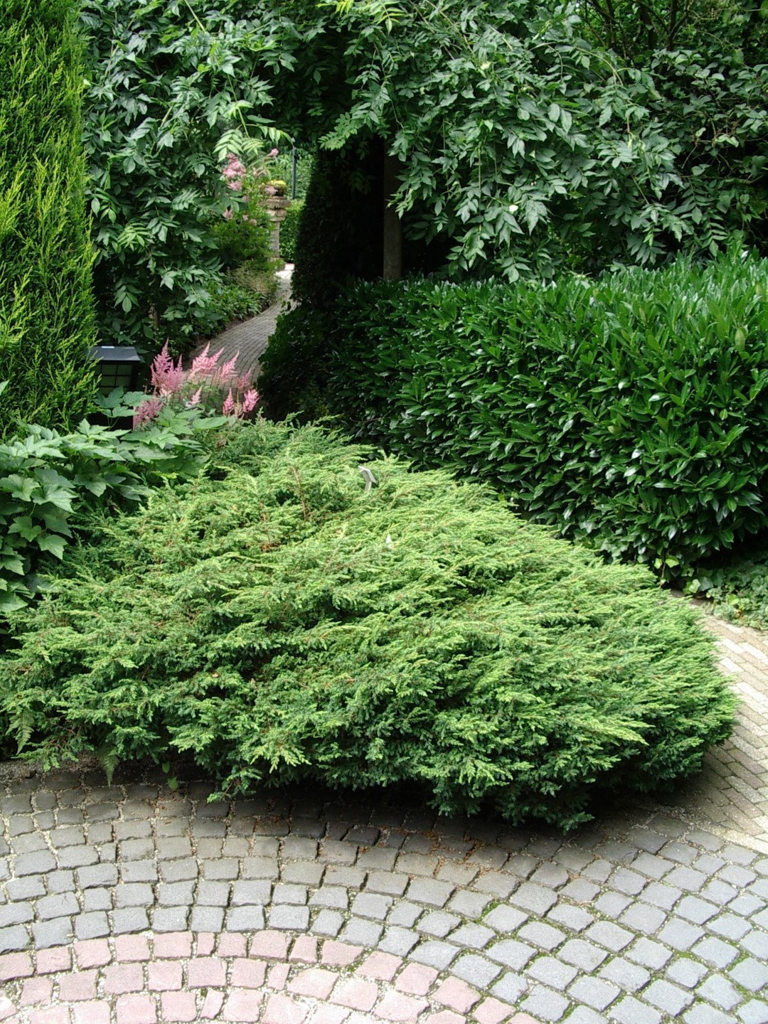 https://cdn.warentuin.nl/media/catalog/product/1/7/1778712044841939_3_warentuin_natuurlijk_conifeer_juniperus_communis_repanda_30__75a2.jpg