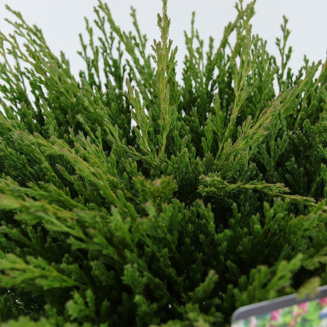 https://cdn.warentuin.nl/media/catalog/product/1/7/1778712044841946_2_warentuin_natuurlijk_conifeer_juniperus_hor_andorra_compact__d1b1.jpg