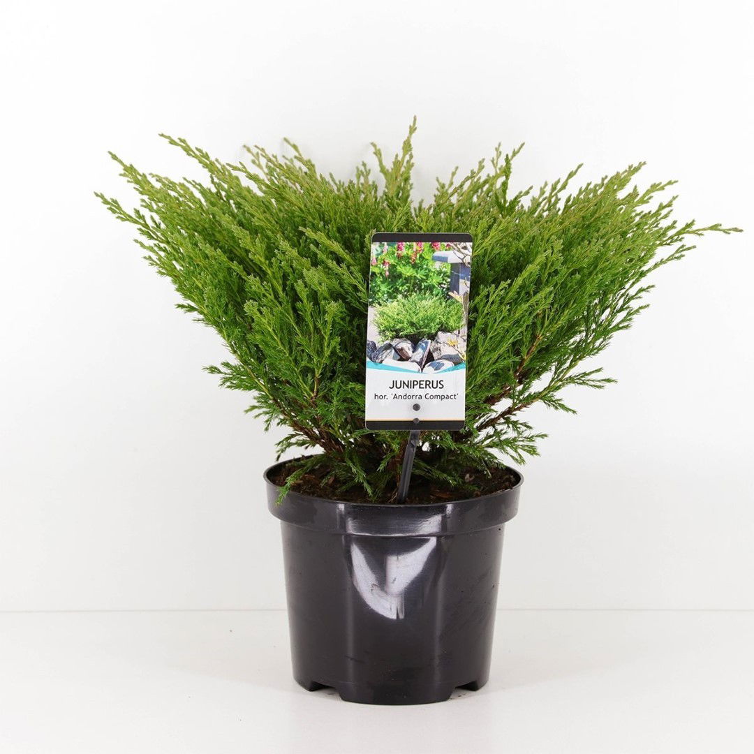 Warentuin natuurlijk Juniperus hor andorra compact 55 cm - 