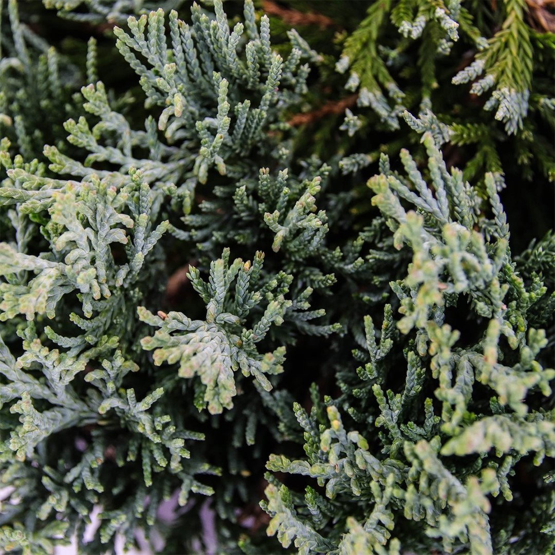https://cdn.warentuin.nl/media/catalog/product/1/7/1778712044841960_2_warentuin_natuurlijk_conifeer_juniperus_hor_wiltonii_30_cm_w_321f.jpg