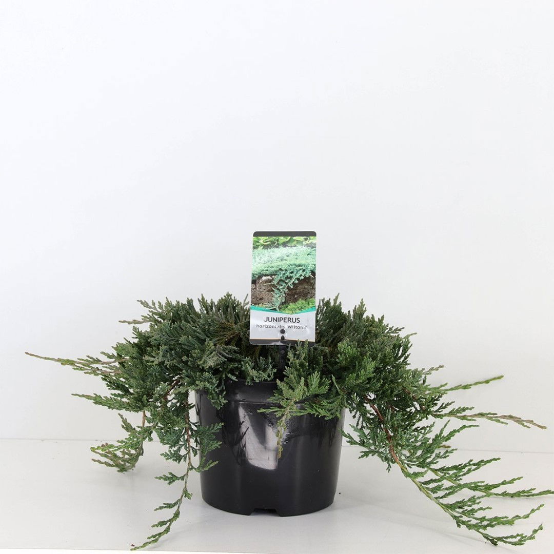 Warentuin natuurlijk Juniperus hor wiltonii 30 cm - 