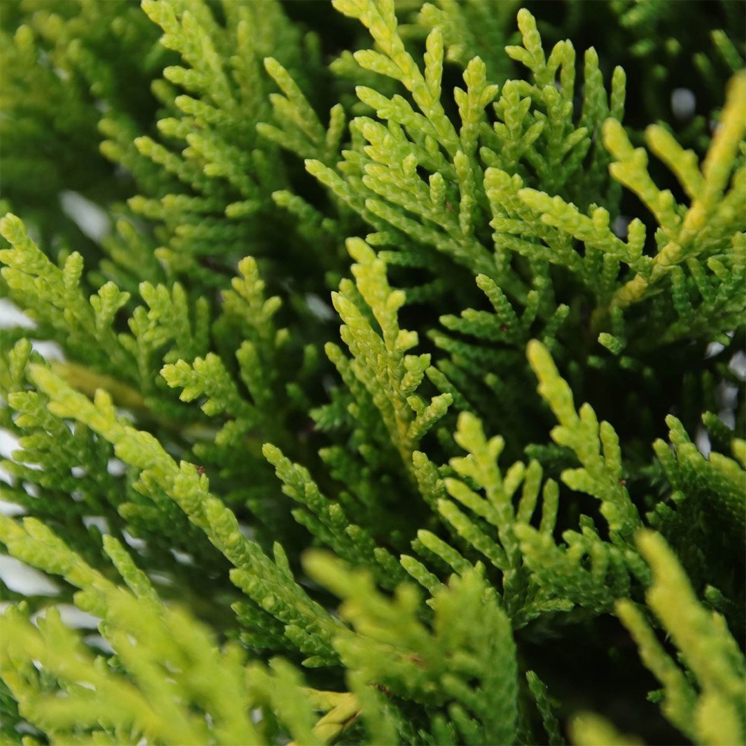 https://cdn.warentuin.nl/media/catalog/product/1/7/1778712044841977_2_warentuin_natuurlijk_conifeer_juniperus_pfitzeriana_gold_coa_1d24.jpg