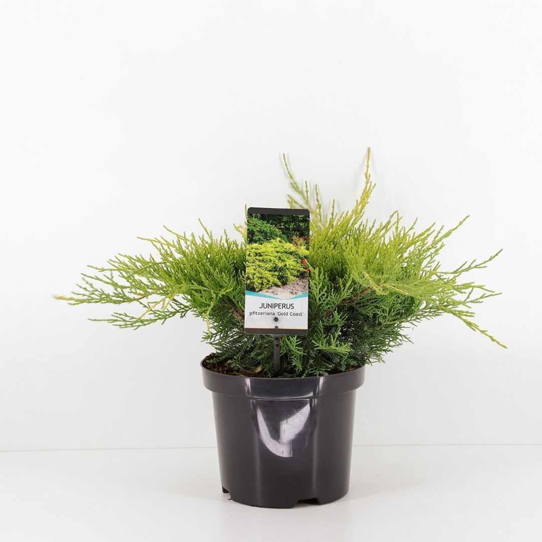 Warentuin natuurlijk Juniperus pfitzeriana gold coast 35 cm - 