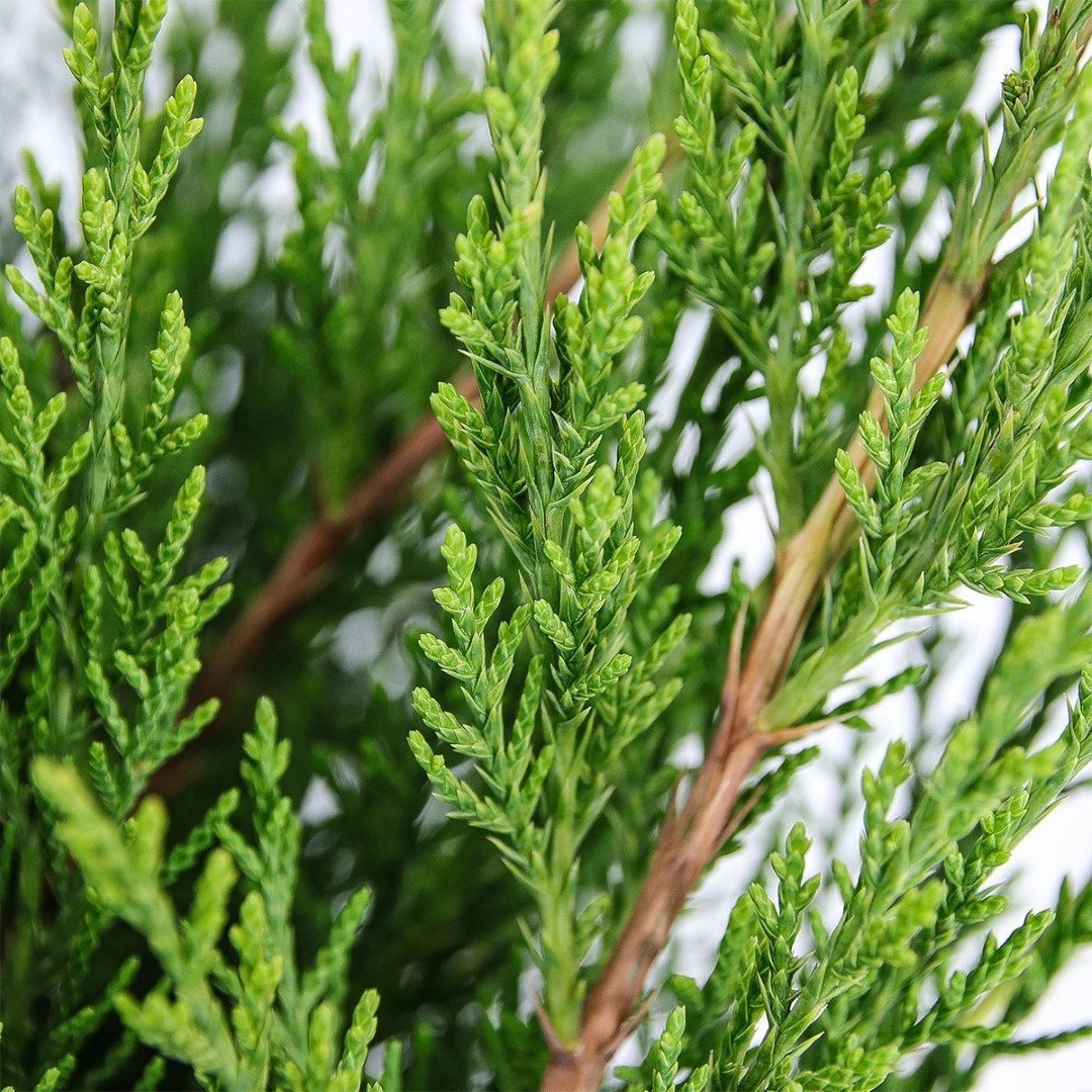 https://cdn.warentuin.nl/media/catalog/product/1/7/1778712044841984_2_warentuin_natuurlijk_conifeer_juniperus_pfitzeriana_mint_jul_f5ee.jpg
