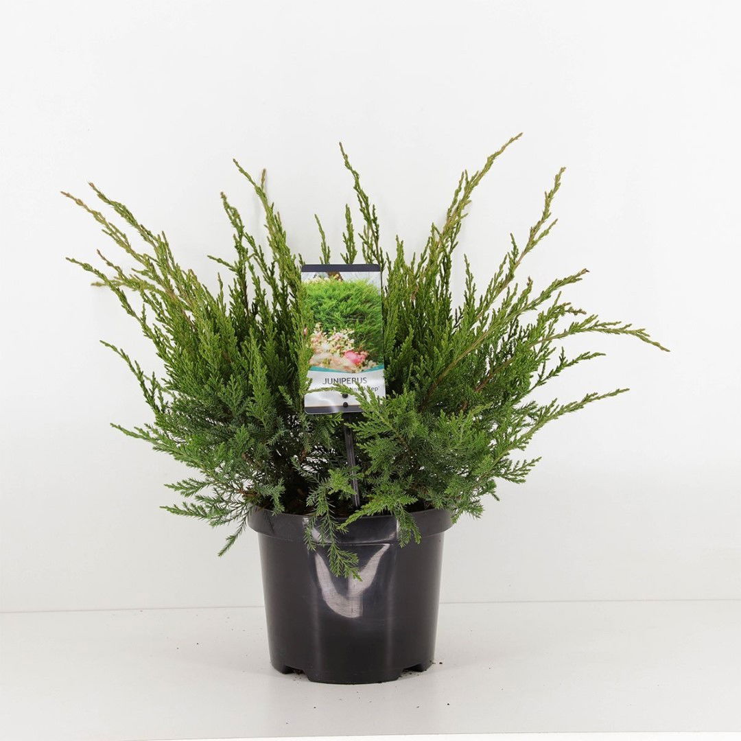 Warentuin natuurlijk Juniperus pfitzeriana mint julep 45 cm - 