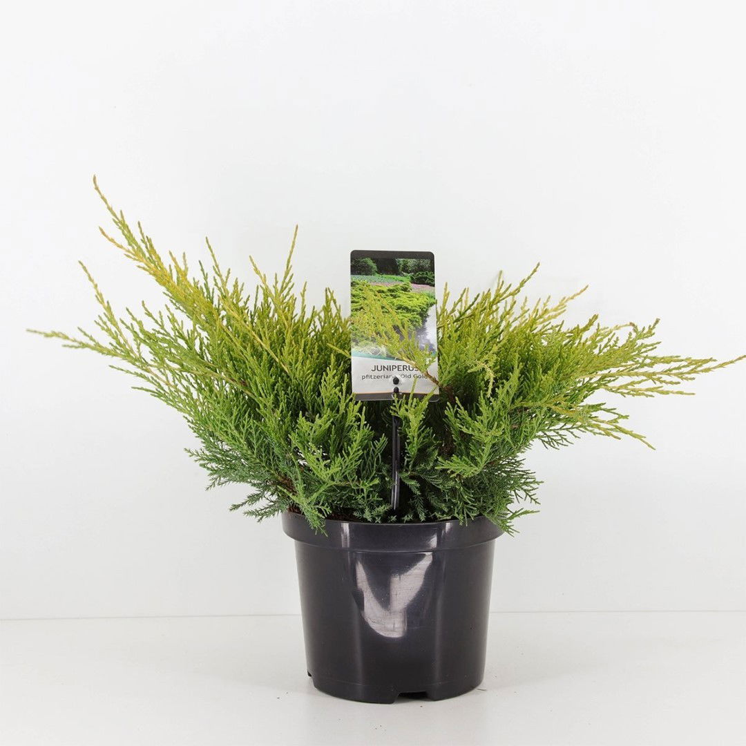 Warentuin natuurlijk Juniperus pfitzeriana old gold 35 cm - 