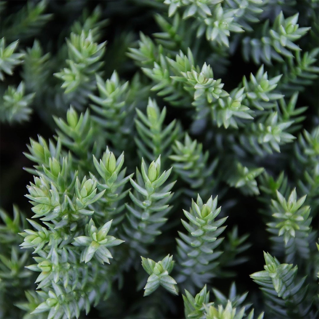 https://cdn.warentuin.nl/media/catalog/product/1/7/1778712044842004_2_warentuin_natuurlijk_conifeer_juniperus_procumbens_nana_30_c_7c3e.jpg