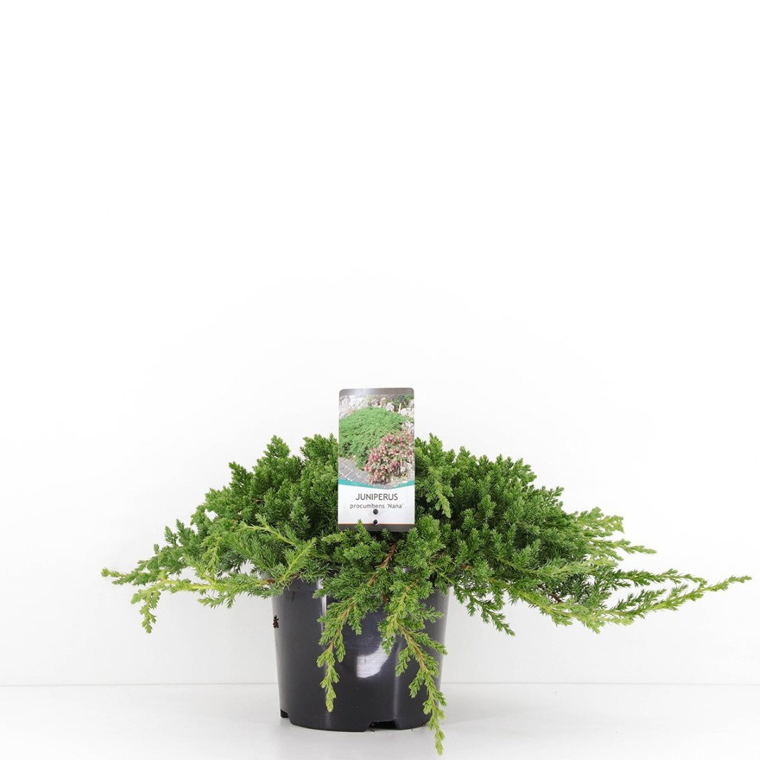 https://cdn.warentuin.nl/media/catalog/product/1/7/1778712044842004_warentuin_natuurlijk_conifeer_juniperus_procumbens_nana_30_cm__0963.jpg