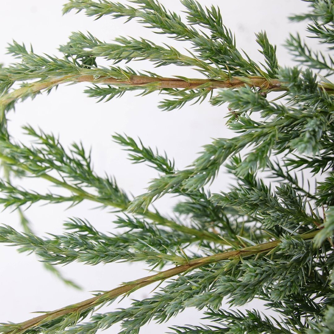 https://cdn.warentuin.nl/media/catalog/product/1/7/1778712044842011_2_warentuin_natuurlijk_conifeer_juniperus_squamata_blue_carpet_a1d7.jpg