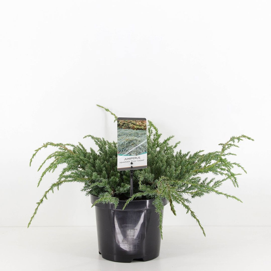 Warentuin natuurlijk Juniperus squamata blue carpet 30 cm - 