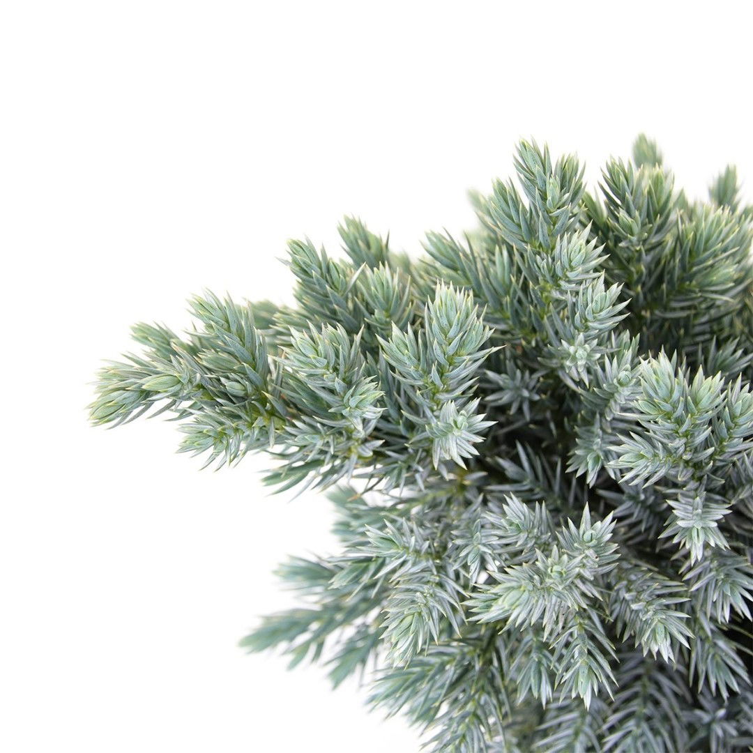 https://cdn.warentuin.nl/media/catalog/product/1/7/1778712044842028_2_warentuin_natuurlijk_conifeer_juniperus_squamata_blue_star_3_b4d6.jpg