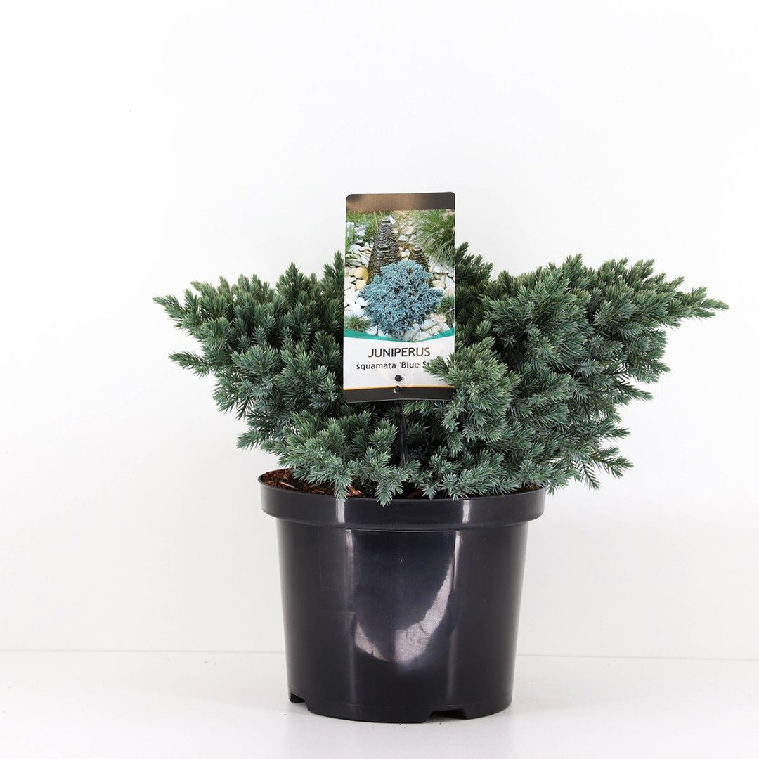 https://cdn.warentuin.nl/media/catalog/product/1/7/1778712044842028_warentuin_natuurlijk_conifeer_juniperus_squamata_blue_star_30__1038.jpg