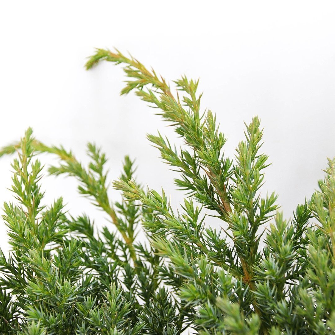 https://cdn.warentuin.nl/media/catalog/product/1/7/1778712044842035_2_warentuin_natuurlijk_conifeer_juniperus_squamata_blue_swede__c237.jpg