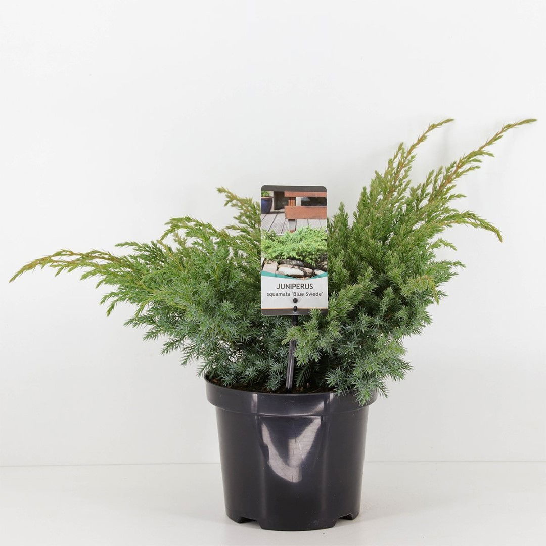 Warentuin natuurlijk Juniperus squamata blue swede 40 cm - 