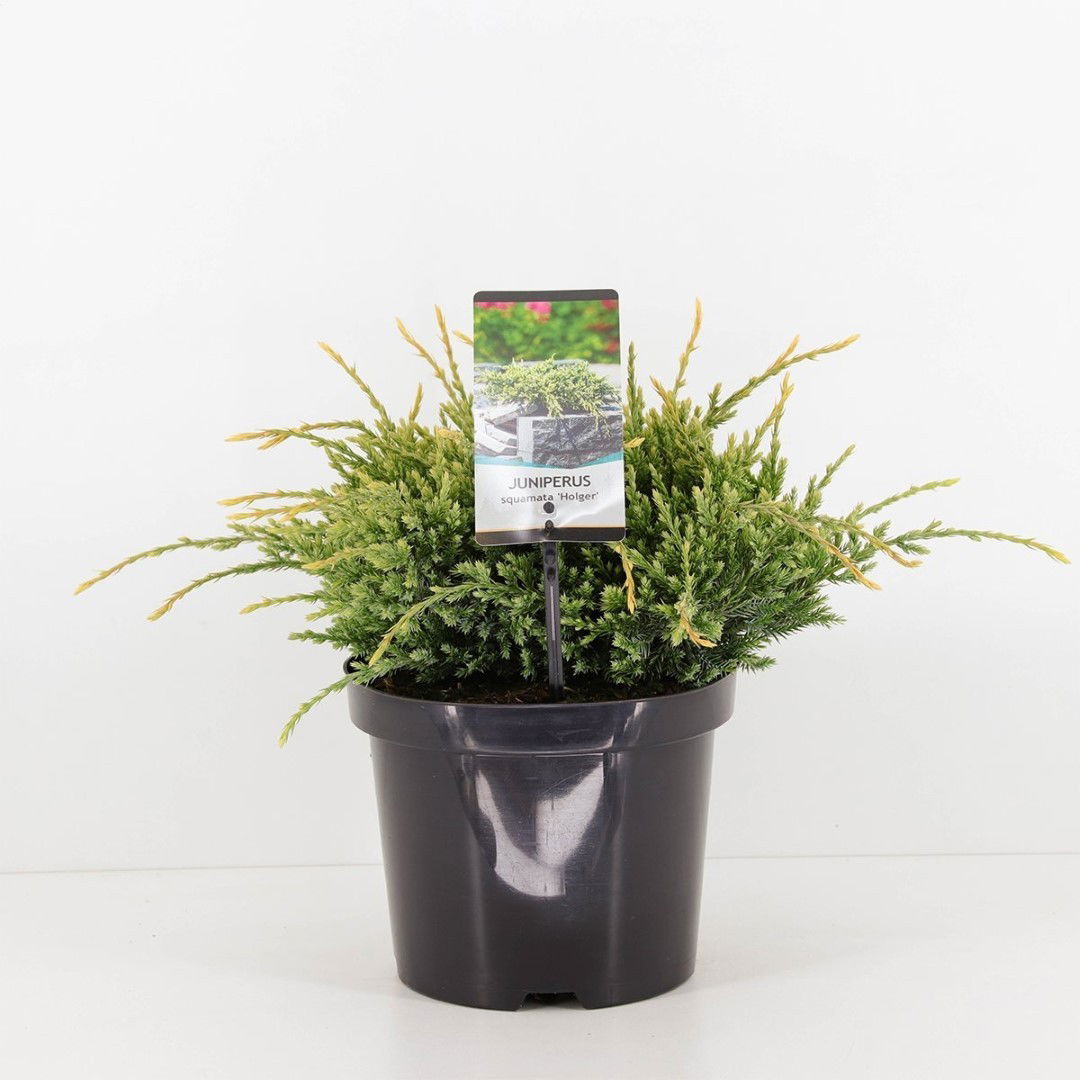 https://cdn.warentuin.nl/media/catalog/product/1/7/1778712044842042_warentuin_natuurlijk_conifeer_juniperus_squamata_holger_35_cm__82f6.jpg