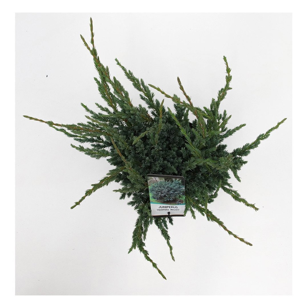 https://cdn.warentuin.nl/media/catalog/product/1/7/1778712044842066_2_warentuin_natuurlijk_planten_juniperus_squamata_meyeri_waren_9761.jpg