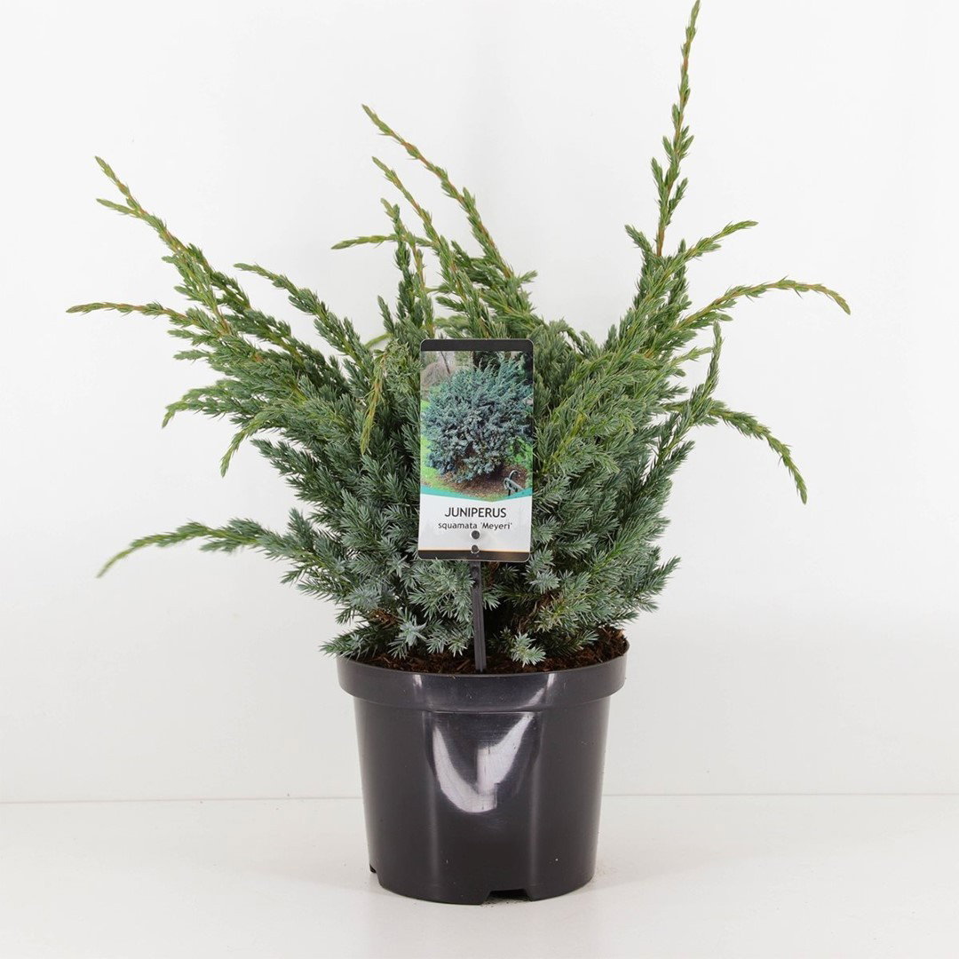 https://cdn.warentuin.nl/media/catalog/product/1/7/1778712044842066_warentuin_natuurlijk_planten_juniperus_squamata_meyeri_warentu_5eeb.jpg