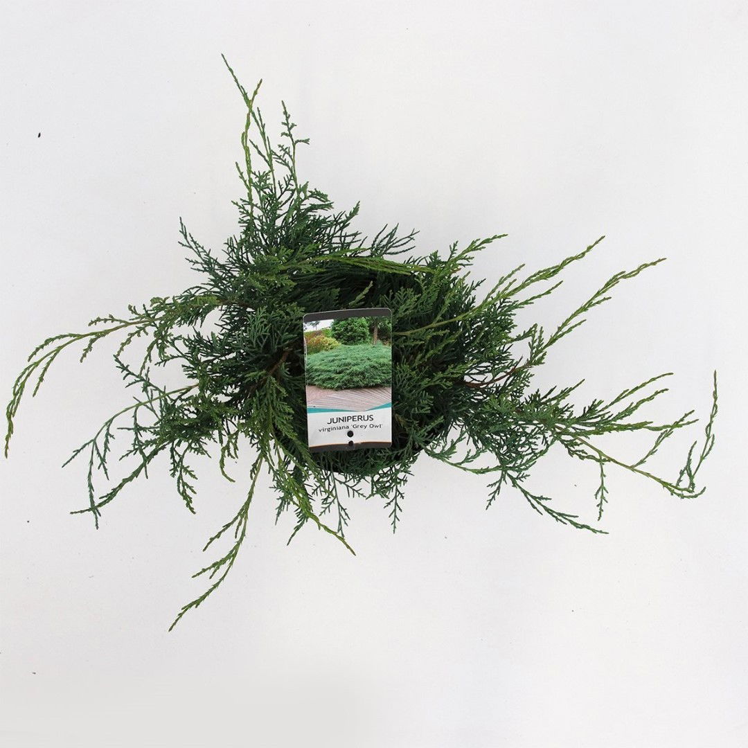 https://cdn.warentuin.nl/media/catalog/product/1/7/1778712044842073_2_warentuin_natuurlijk_planten_juniperus_virginiana_grey_owl_w_e811.jpg