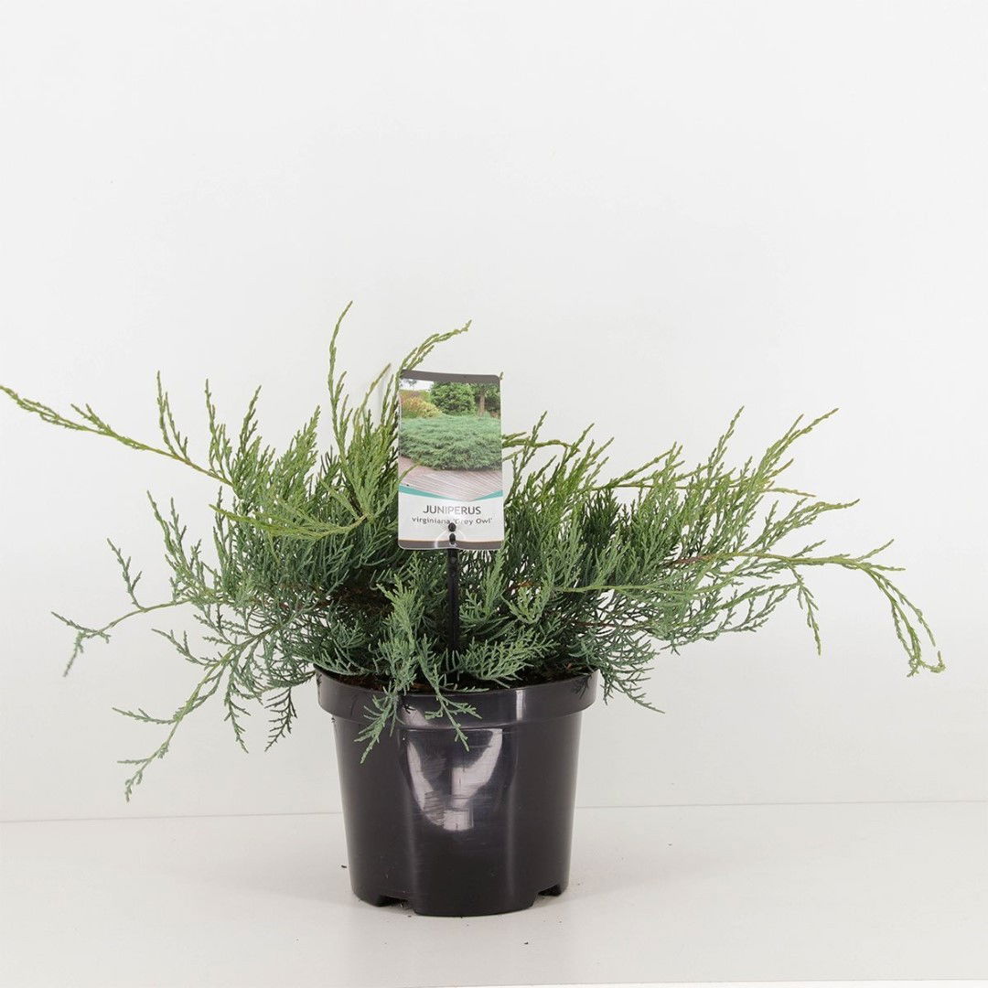 Warentuin natuurlijk Juniperus virginiana grey owl - 