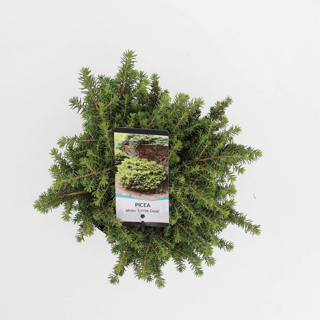 https://cdn.warentuin.nl/media/catalog/product/1/7/1778712044842080_2_warentuin_natuurlijk_planten_picea_abies_little_gem_warentui_e600.jpg