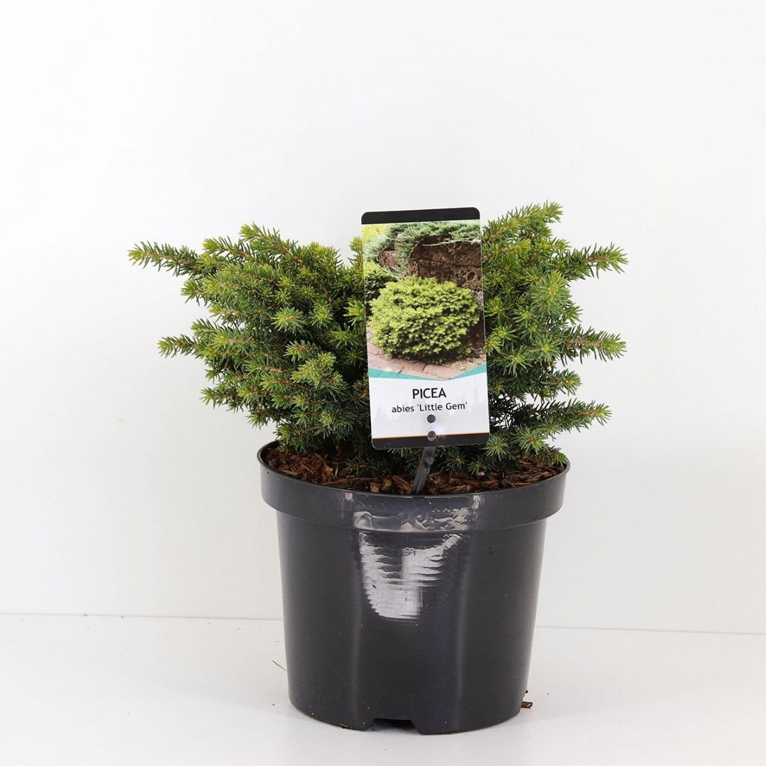 Warentuin natuurlijk Picea abies little gem - 