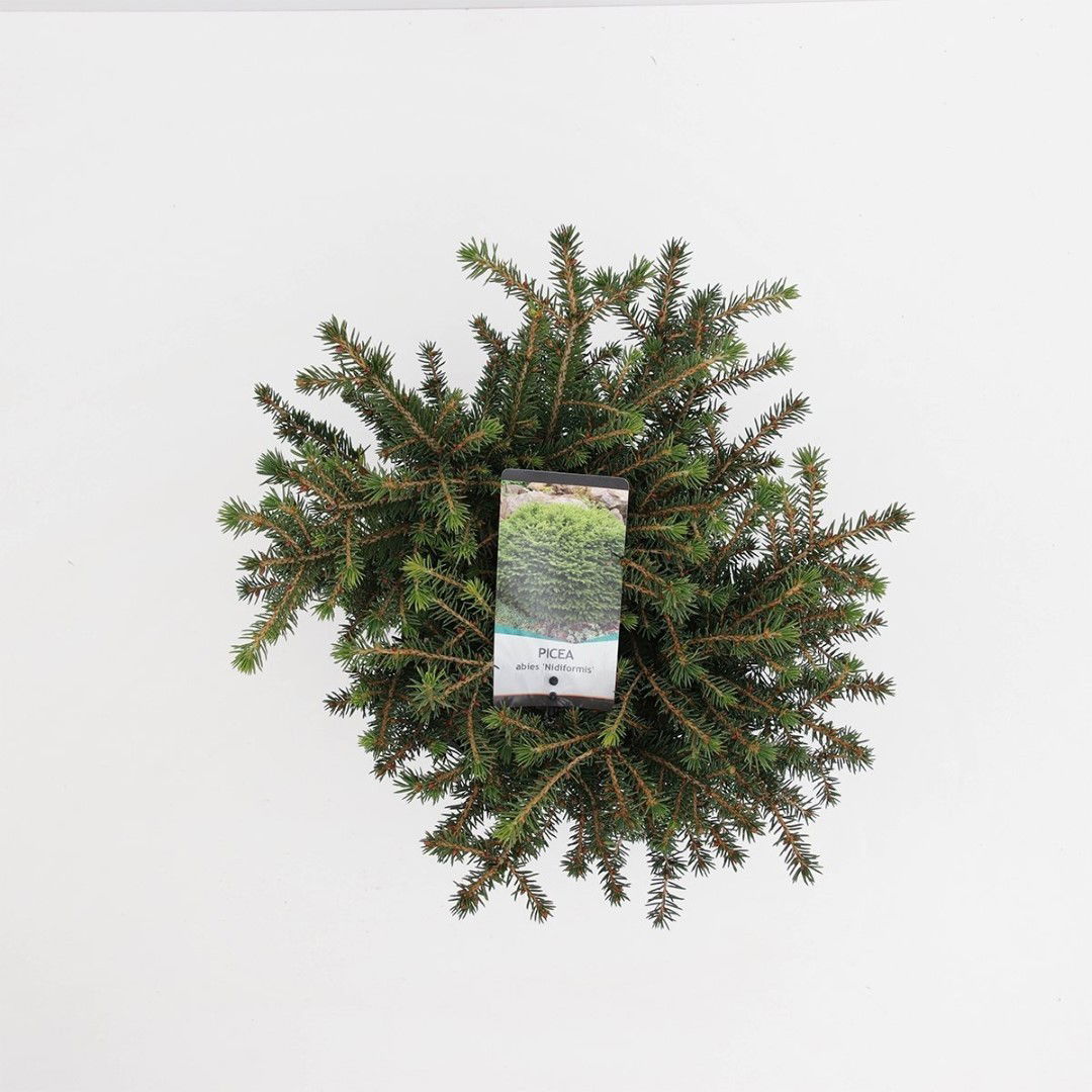 https://cdn.warentuin.nl/media/catalog/product/1/7/1778712044842097_2_warentuin_natuurlijk_planten_picea_abies_nidiformis_30_40_cm_3430.jpg