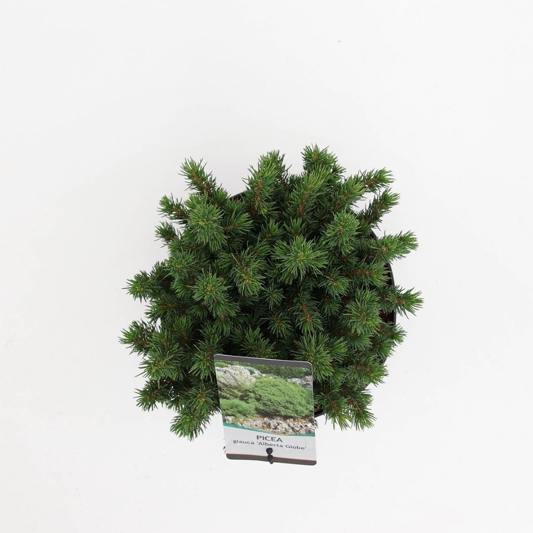 https://cdn.warentuin.nl/media/catalog/product/1/7/1778712044842103_2_warentuin_natuurlijk_planten_picea_glauca_alberta_globe_ware_8a4b.jpg